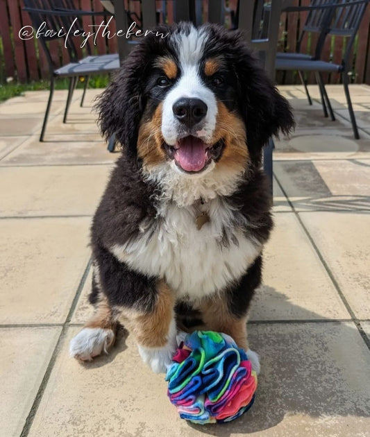 Bernese Mountain Dog puppy sitting on a patio with a colourful handmade snuffle ball, designed for pet enrichment and foraging play.