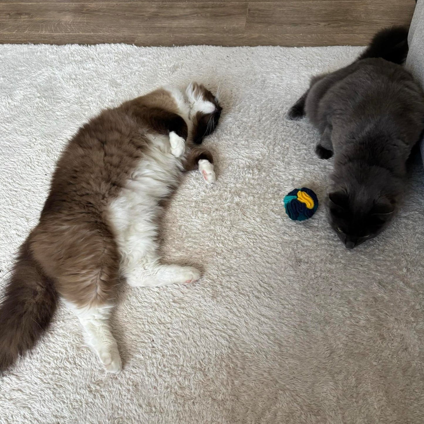 Two cats playing with an enrichment toy on a white rug.