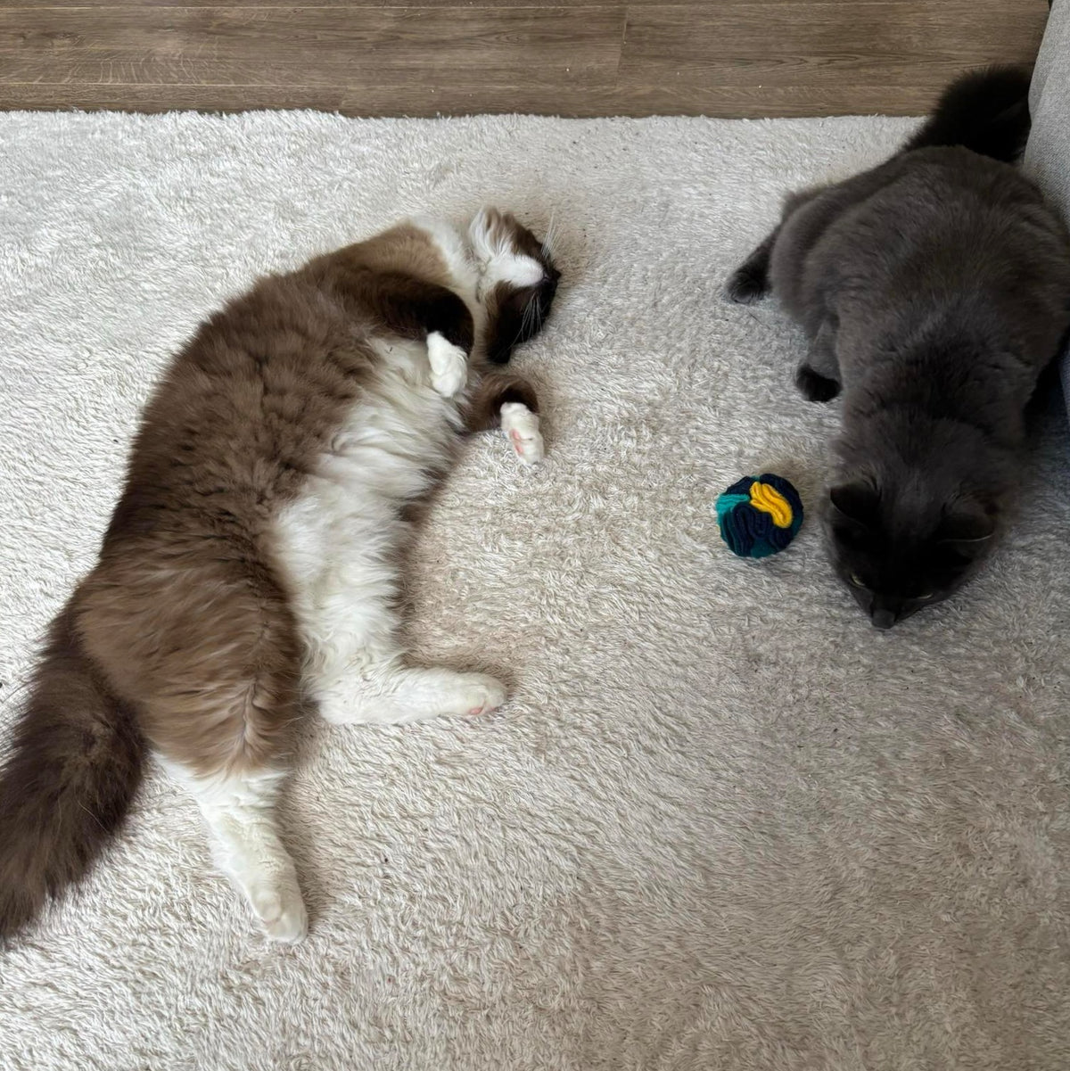 Cats engaging with a snuffle ball enrichment toy to encourage scent work, lay, and problem solving indoors