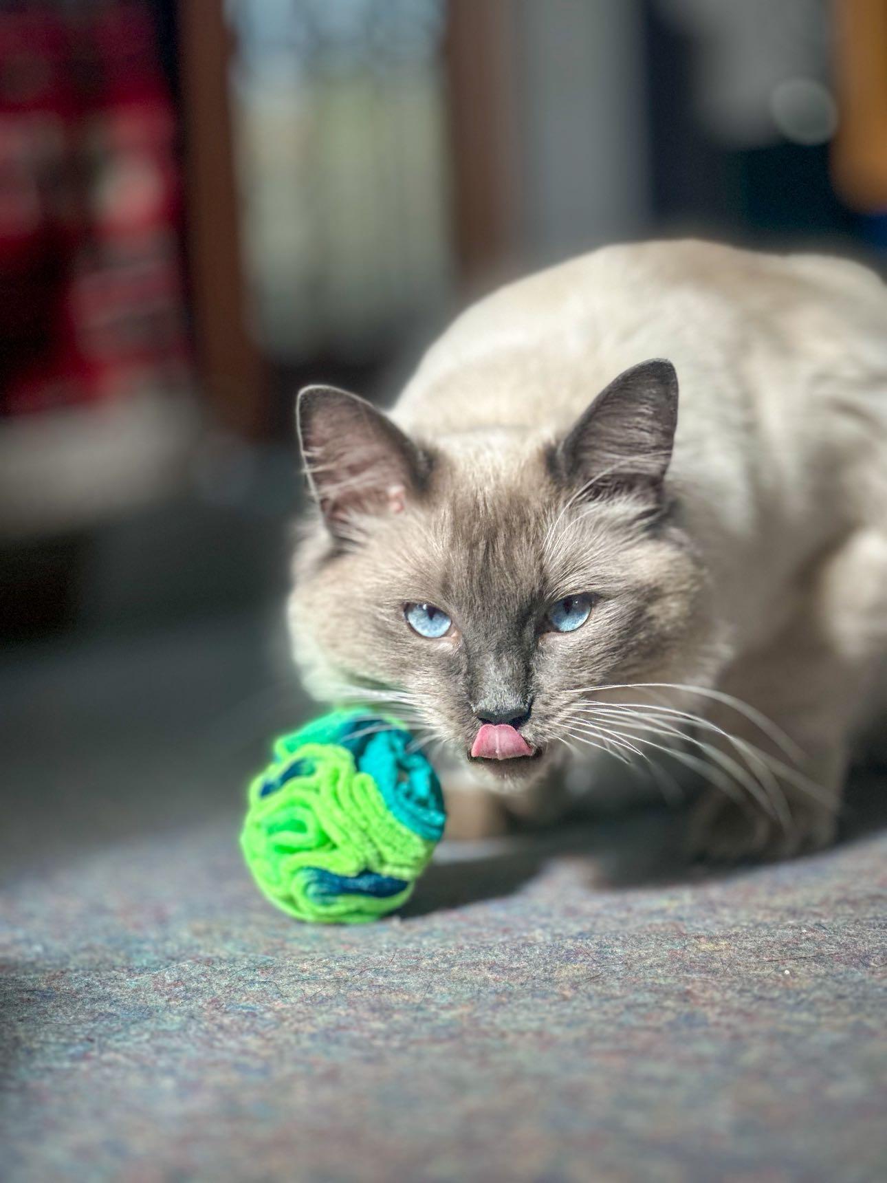 Cat playing with a green and blue snuffle ball on a carpeted floor.
