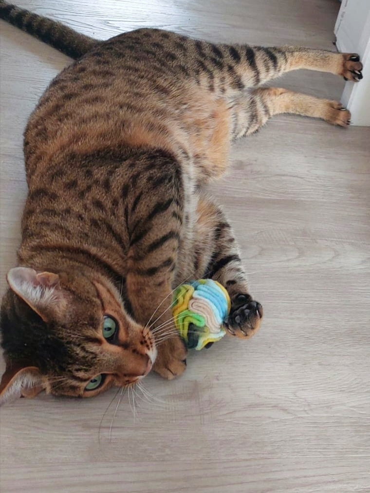 Cat playing with a colourful snuffle ball on a wooden floor.