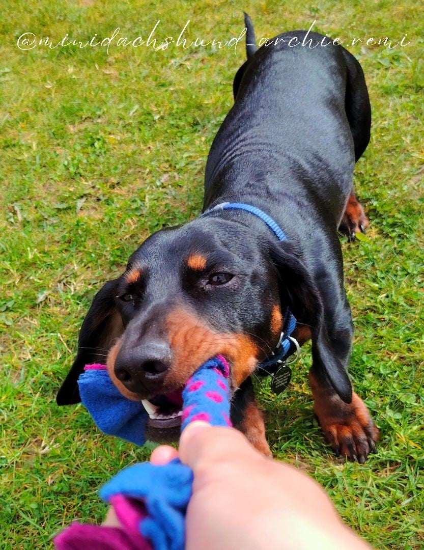 A dachshund tugging on a blue and pink Tug on grass, with a hand holding the other end, capturing a playful moment.