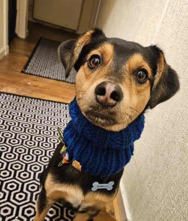Close-up of dog wearing blue hand-knitted snood indoors.