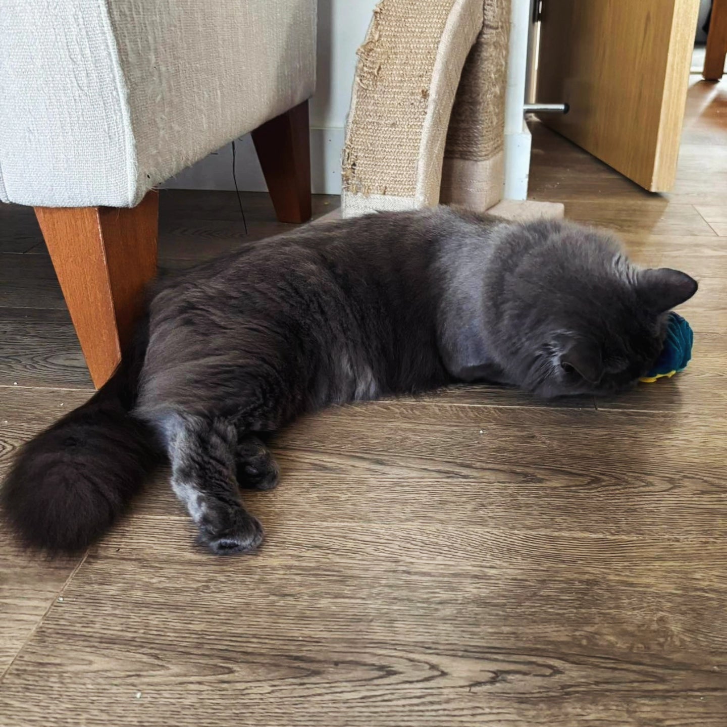 Grey cat lying on a wooden floor next to a scratching post. Finding treats hidden within the tiny snuffle ball.