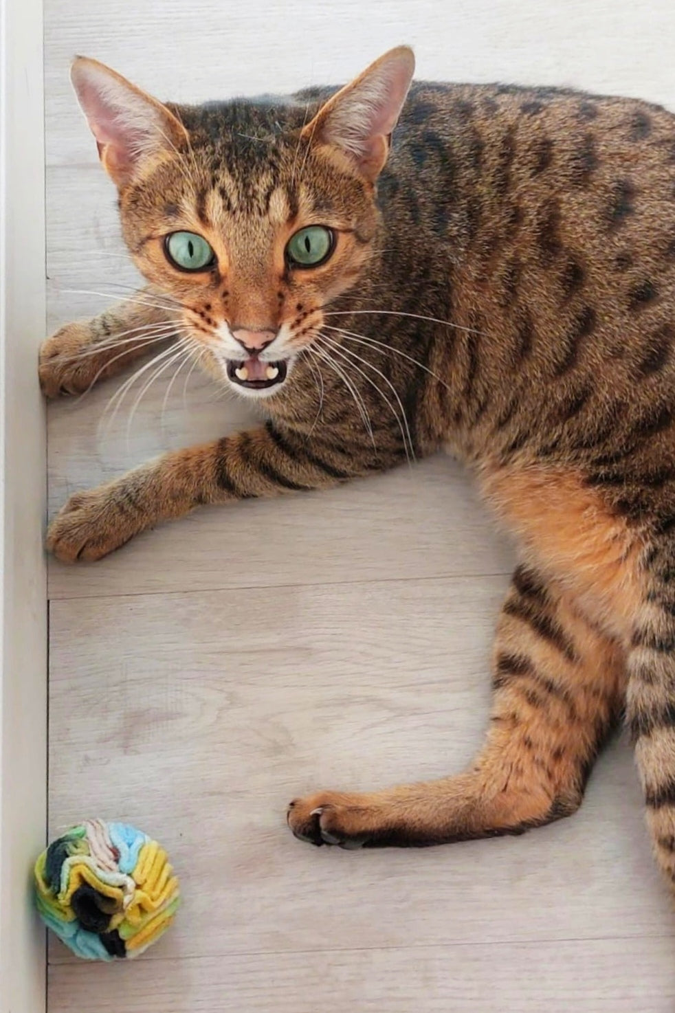 Cat with green eyes lying on a light wooden floor next to a colorful snuffle ball.
