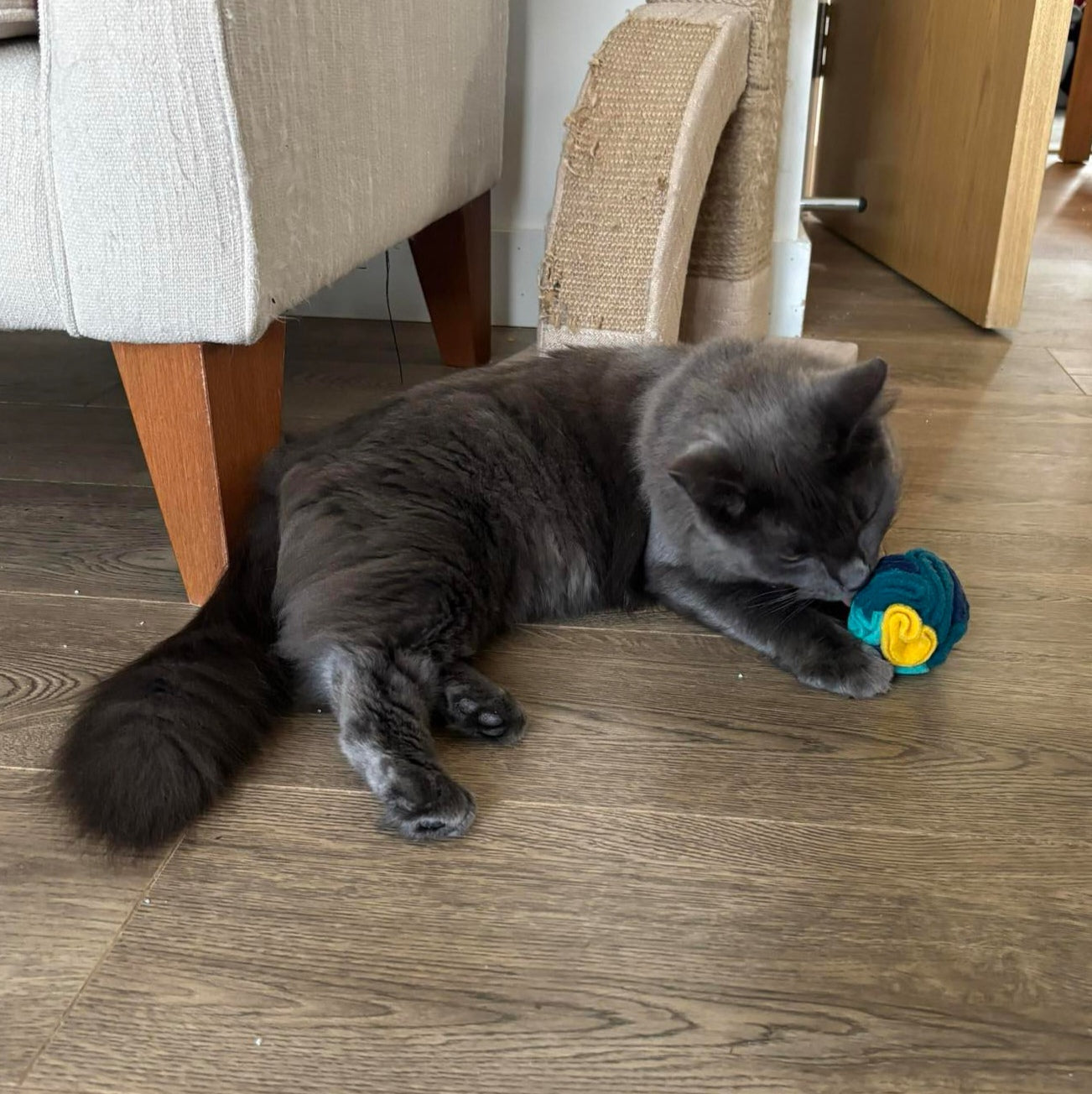 Grey cat lying on a wooden floor next to a blue and yellow enrichment toy.