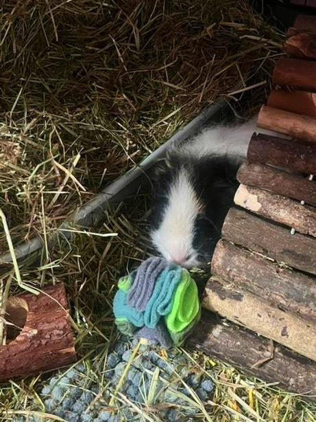 Small black and white guinea pig playing with a colourful toy in a natural setting with wood and hay.