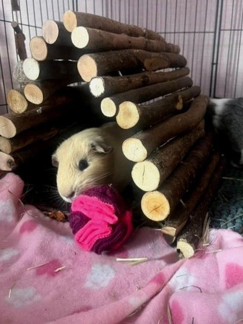 Guinea Pig peeking out from a wooden hideout on a pink blanket using a pink and purple tiny snuffle ball.