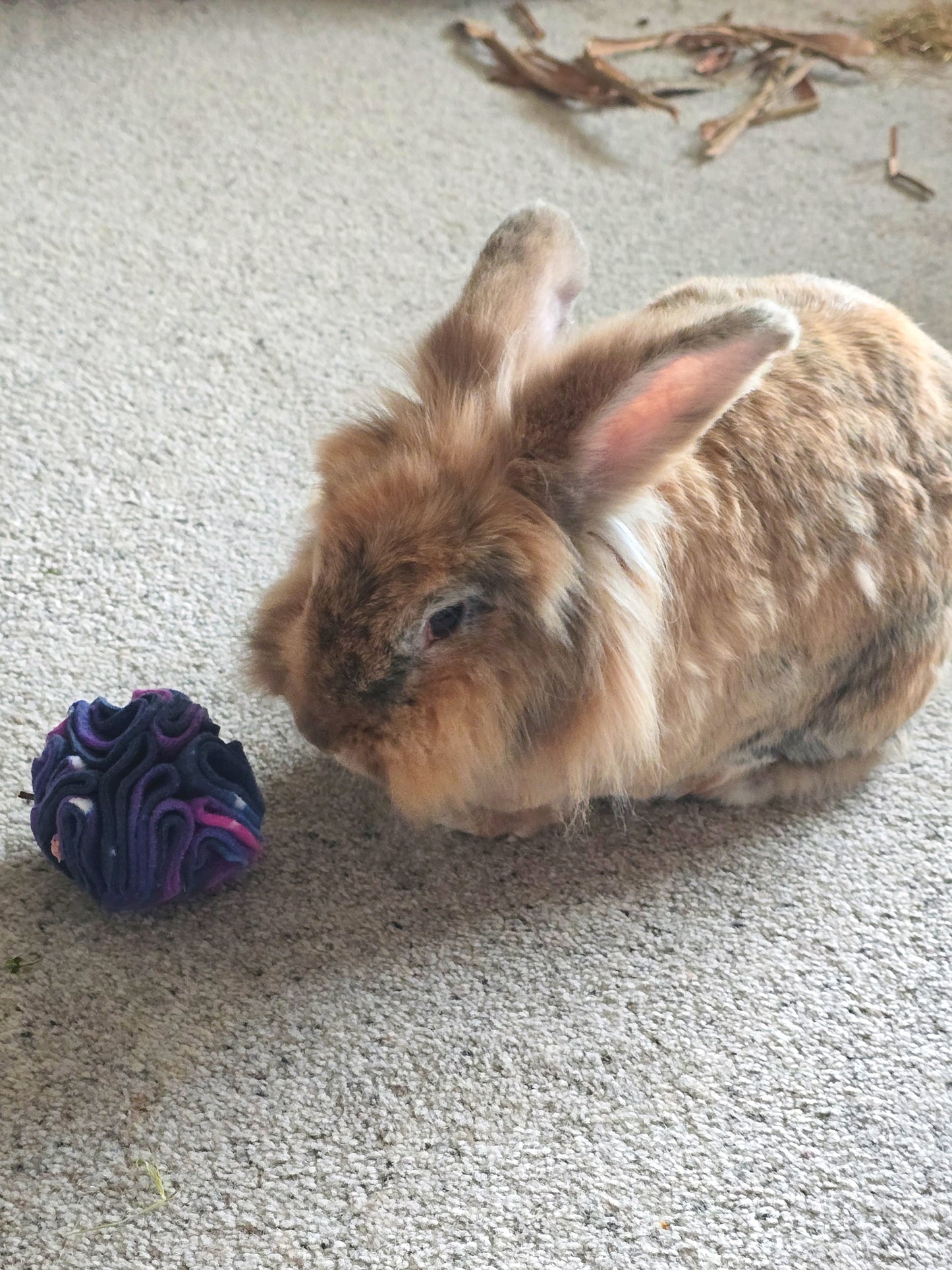 Brown rabbit next to a purple snuffle ball on a carpeted floor.