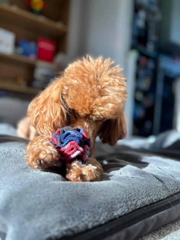 Small brown dog playing with a colourful toy on a bed