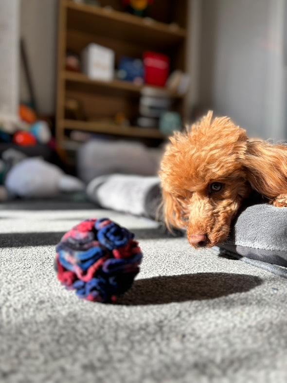 Small dog playing with a colourful snuffle ball on a carpeted floor.
