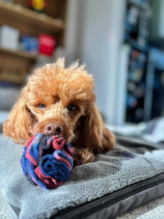 Small brown dog sniffing out treats in  a blue and pink tiny snuffle ball indoors.