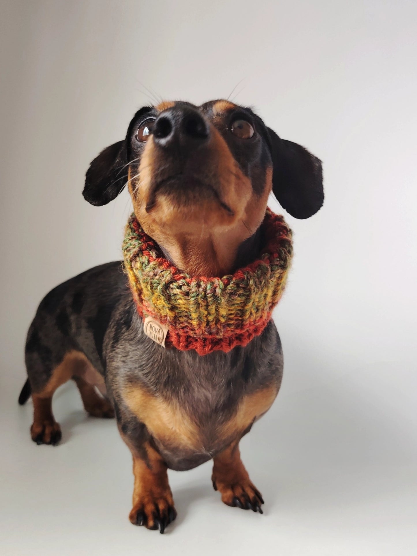 Dapple dachshund wearing an Autumn hand-knitted dog snood comfortably around the neck.