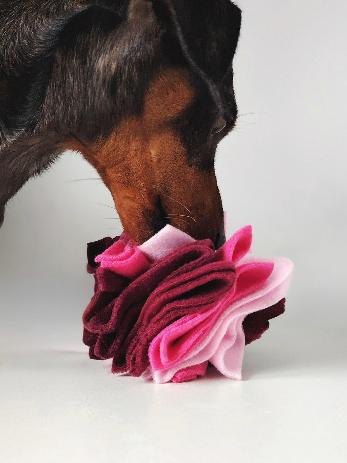 Dachshund sniffing a pink, pastel pink and burgundy Nova Zeal Scruffle Ball with treats hidden between the fleece folds.