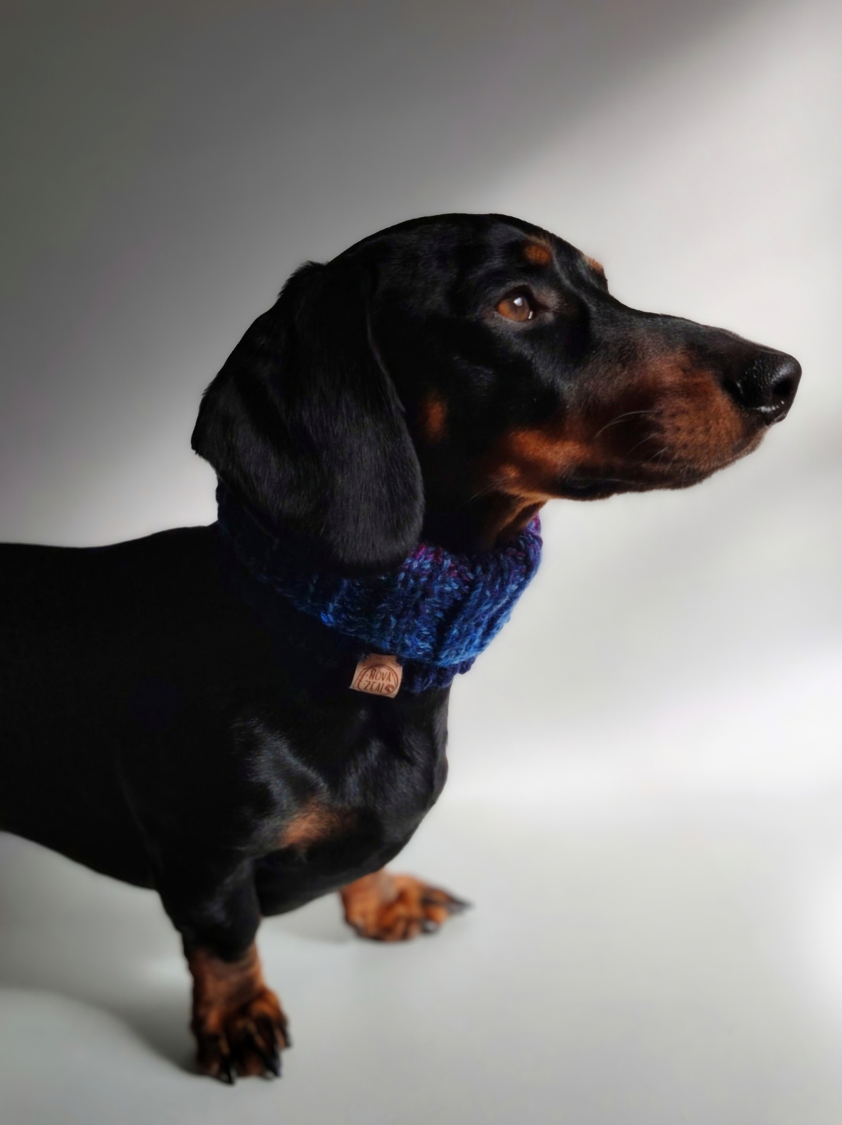 Side profile of a black-and-tan Dachshund wearing a hand-knitted Night Sky dog snood in navy, teal and purple, with a Nova Zeal vegan cork leather label visible.