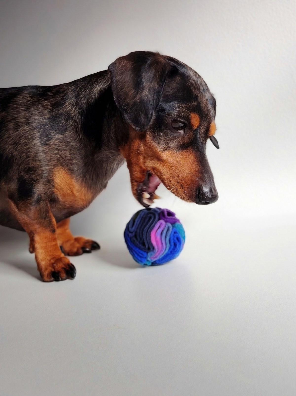 Silver dapple miniature dachshund investigating a Nova Zeal Night Sky Pocket Snuffle Ball, made with folded navy, royal blue, teal and purple fleece, against a white background.