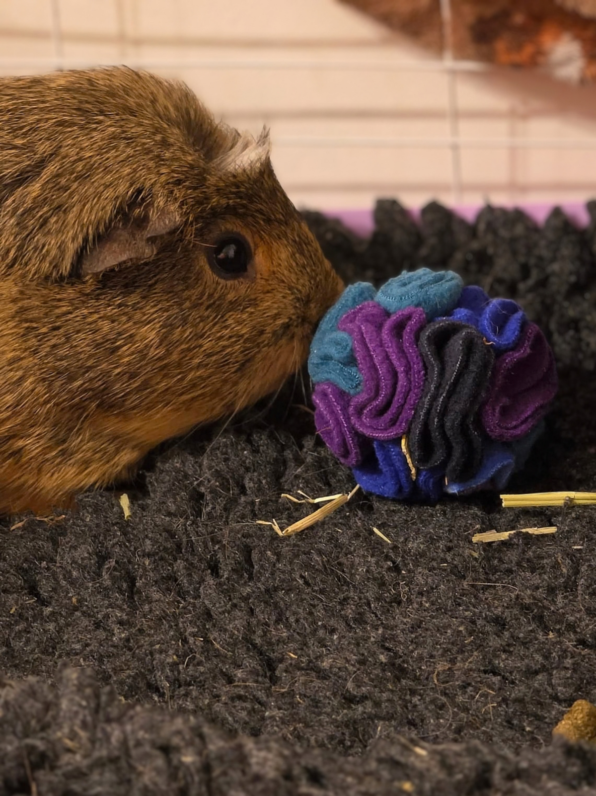 Brown guinea pig sniffing a handmade Nova Zeal Night Sky Pocket Snuffle Ball, showing its folded purple, teal, navy and royal blue fleece.