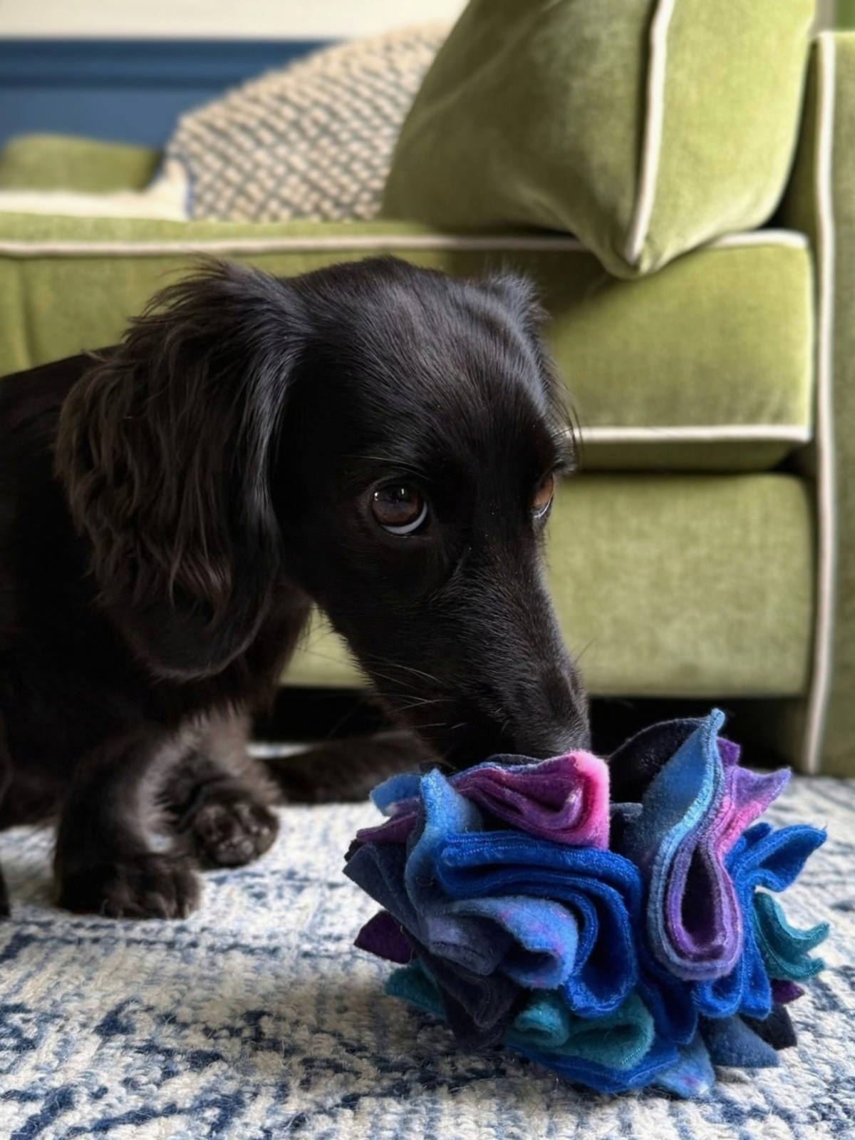 A black long-haired Dachshund sniffing a Night Sky Scruffle Ball in shades of blue, teal and purple on a patterned rug beside a green sofa.
