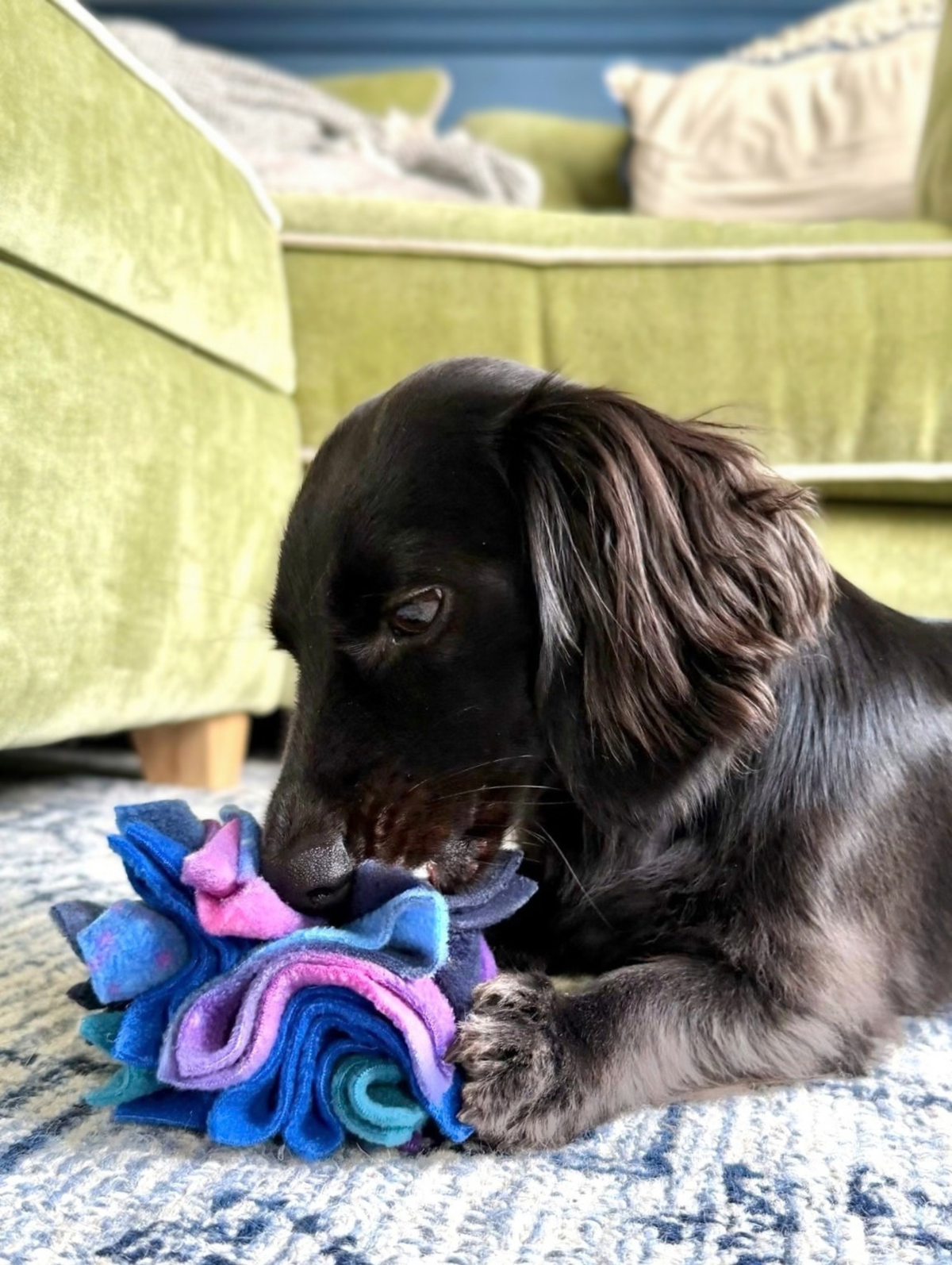 Black long-haired Dachshund sniffing a Nova Zeal Night Sky Scruffle Ball between its paws on a patterned rug, exploring the blue, purple and teal fleece folds.