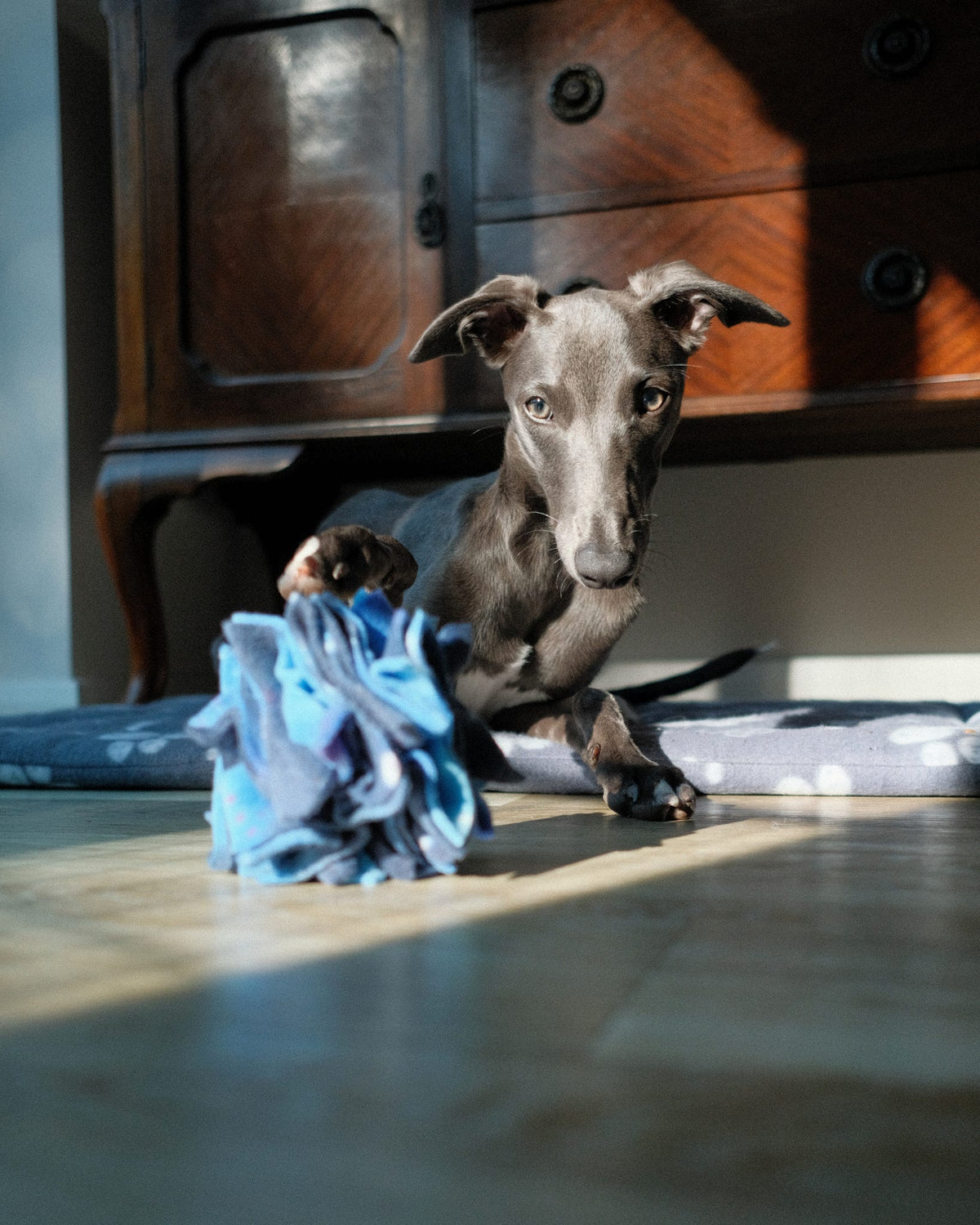 A grey dog reaching towards a blue, navy and purple Nova Zeal Star Scruffle Ball on a wooden floor, with sunlight streaming across the room.