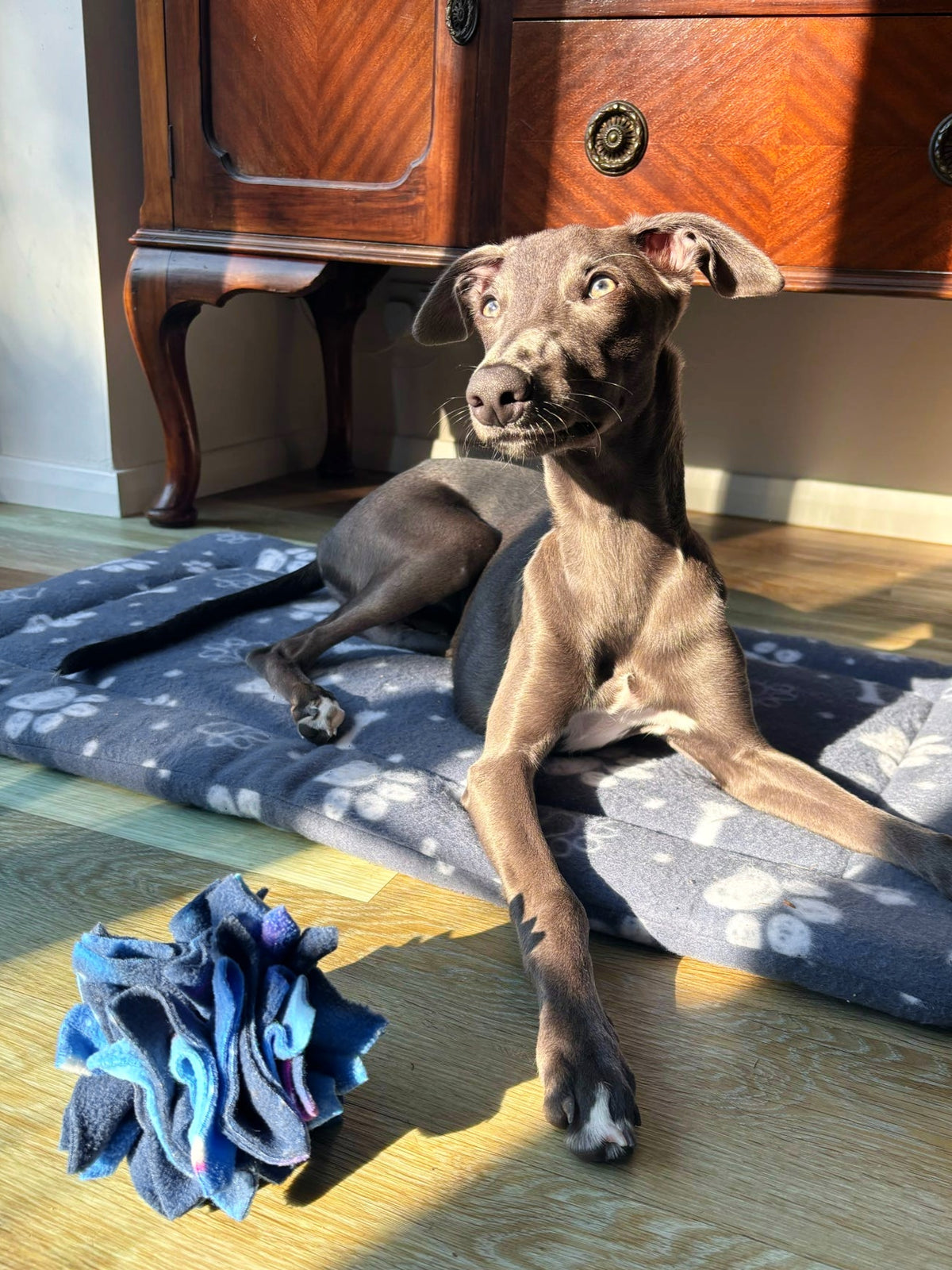 A grey dog relaxing on a navy paw-print blanket beside a blue, navy and purple Nova Zeal Star Scruffle Ball, resting on a wooden floor in warm sunlight.
