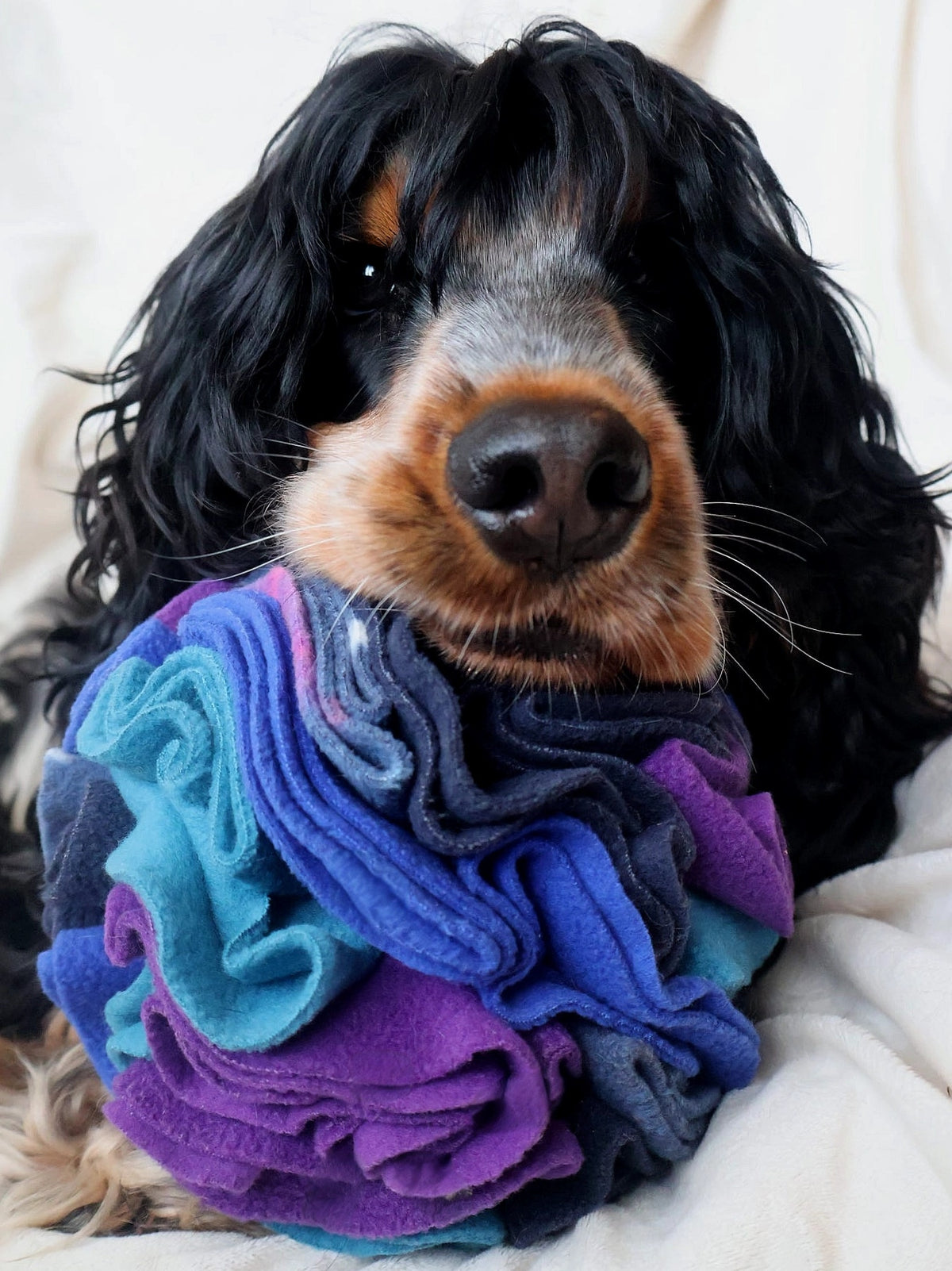 Close-up of a black and tan Spaniel resting its chin on a Nova Zeal Night Sky Snuffle Ball, featuring soft fleece folds in navy, royal blue, teal and purple.