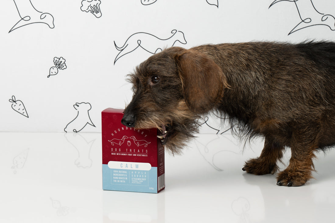 Wire-haired dachshund investigating Houndberry dog treats as part of the Nova Zeal enrichment collaboration