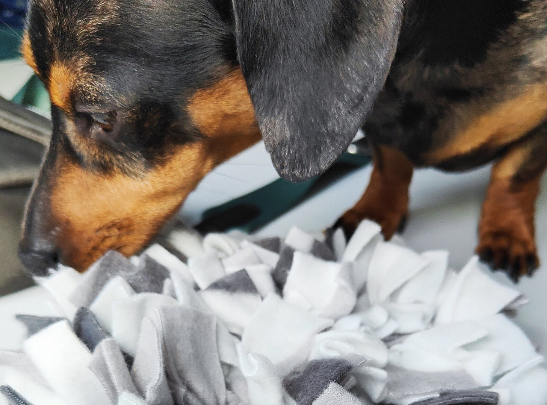 Dachsund using a fleece snuffle mat enrichment toy to sniff for hidden treats.