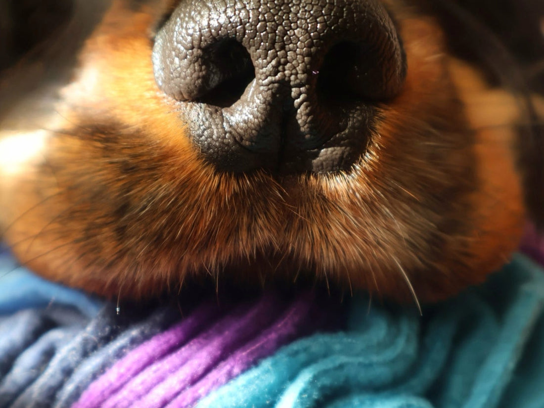 Close-up of a dog snuffling amongst blue, teal and purple fleece from the Nova Zeal Night Sky Collection.