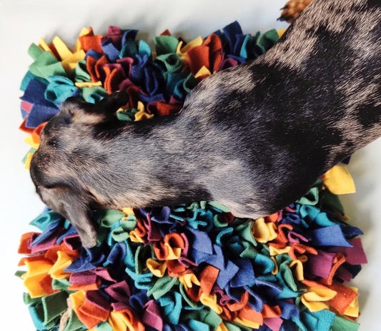 Dachshund sniffing a colourful fleece snuflle mat while searching for hidden treats.