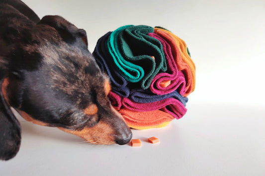 Dachshund using a colourful fleece snuffle ball enrichment toy for scent games.