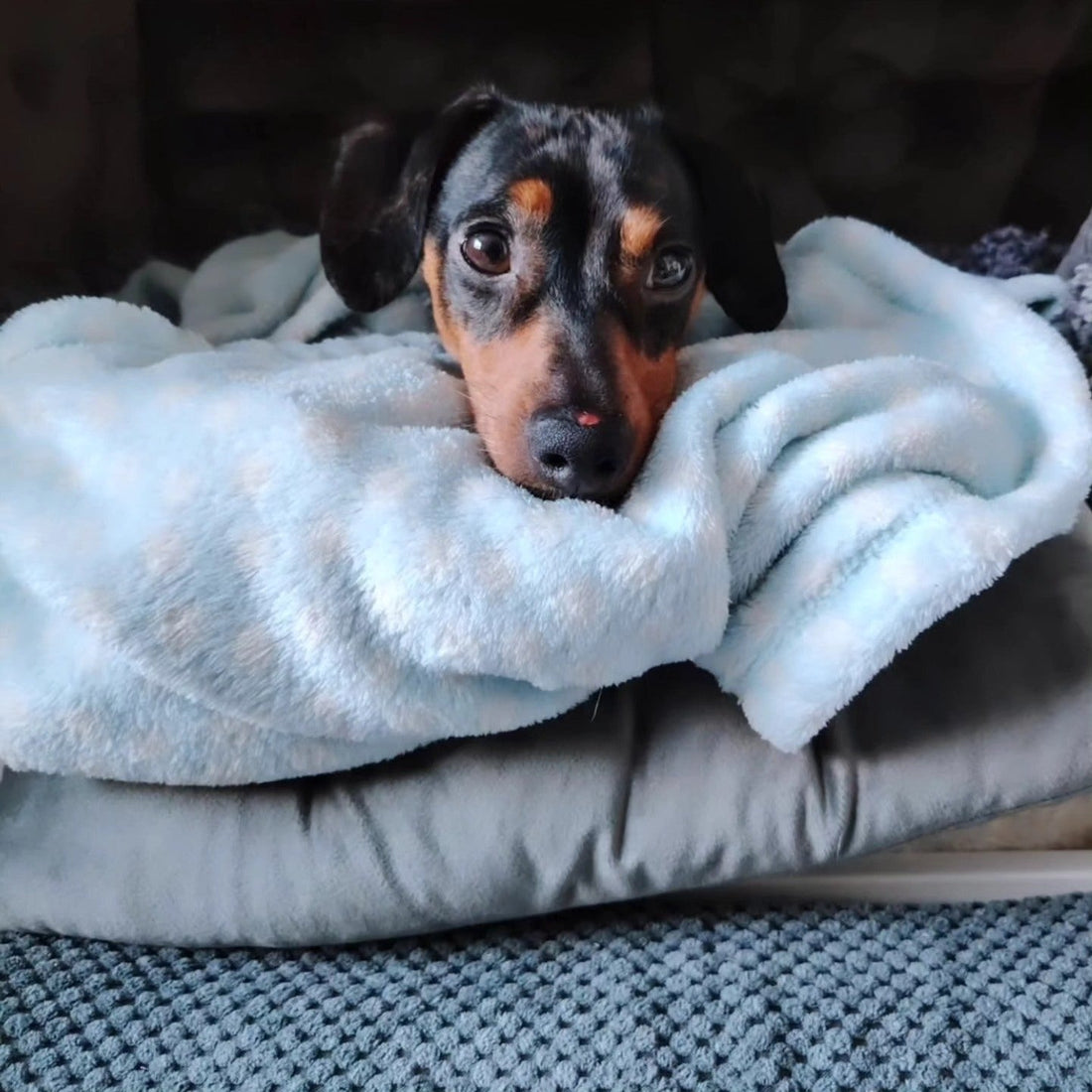 Remi the miniature dachshund resting during IVDD recovery following treatment with Highland Health Veterinary Clinic
