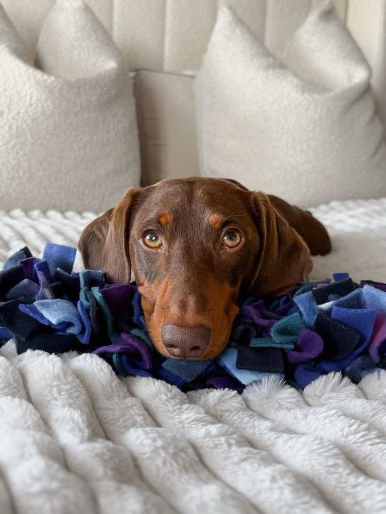 Chocolate and tan Dachshund resting his chin on a Nova Zeal Night Sky Snuffle Mat, surrounded by navy, royal blue, teal and purple fleece on a cosy cream blanket.