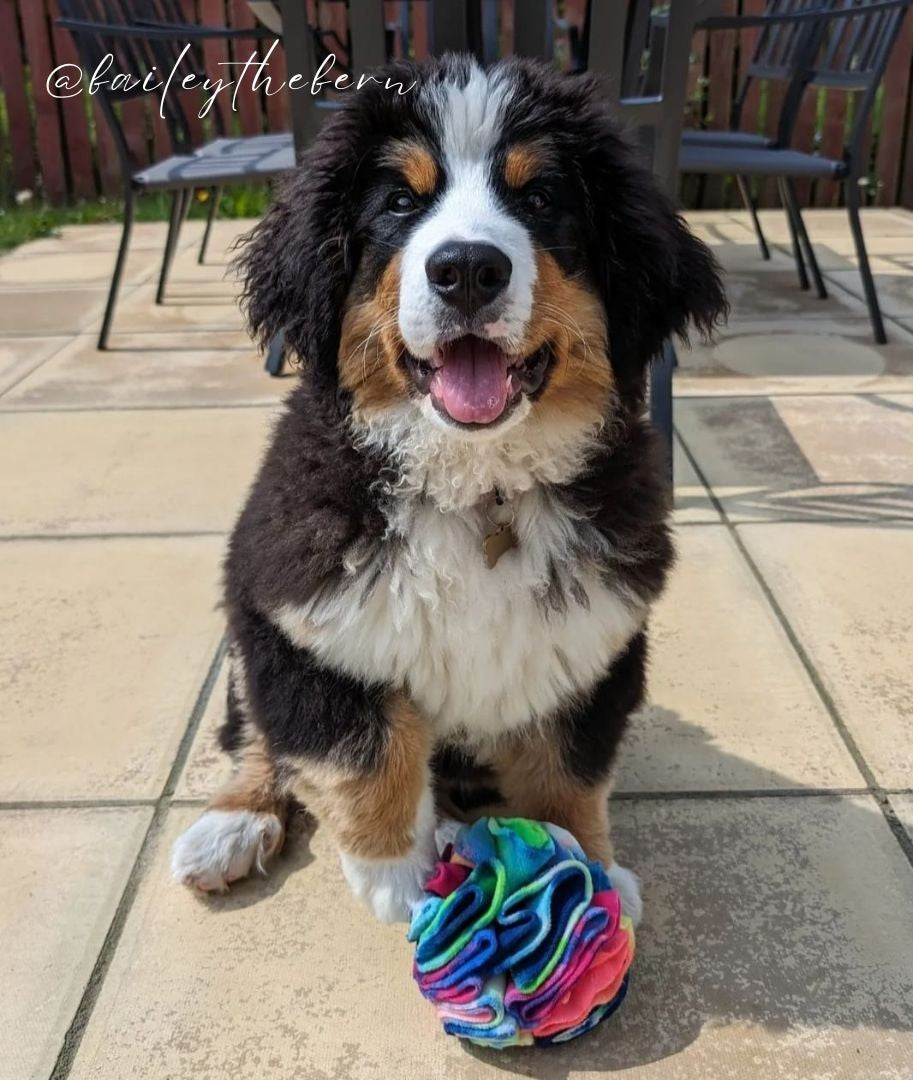 Bernese Mountain Dog puppy sitting on a patio with a colourful handmade snuffle ball, designed for pet enrichment and foraging play.