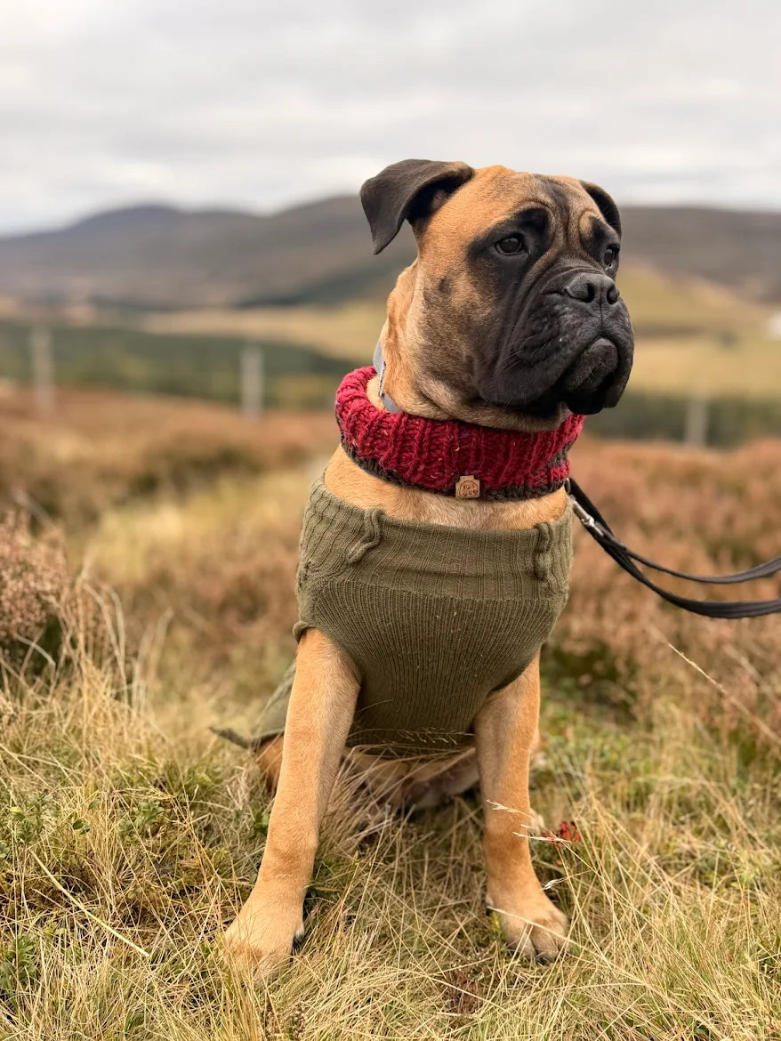 Bullmastiff wearing red hand-knitted snood sitting outdoors in field.