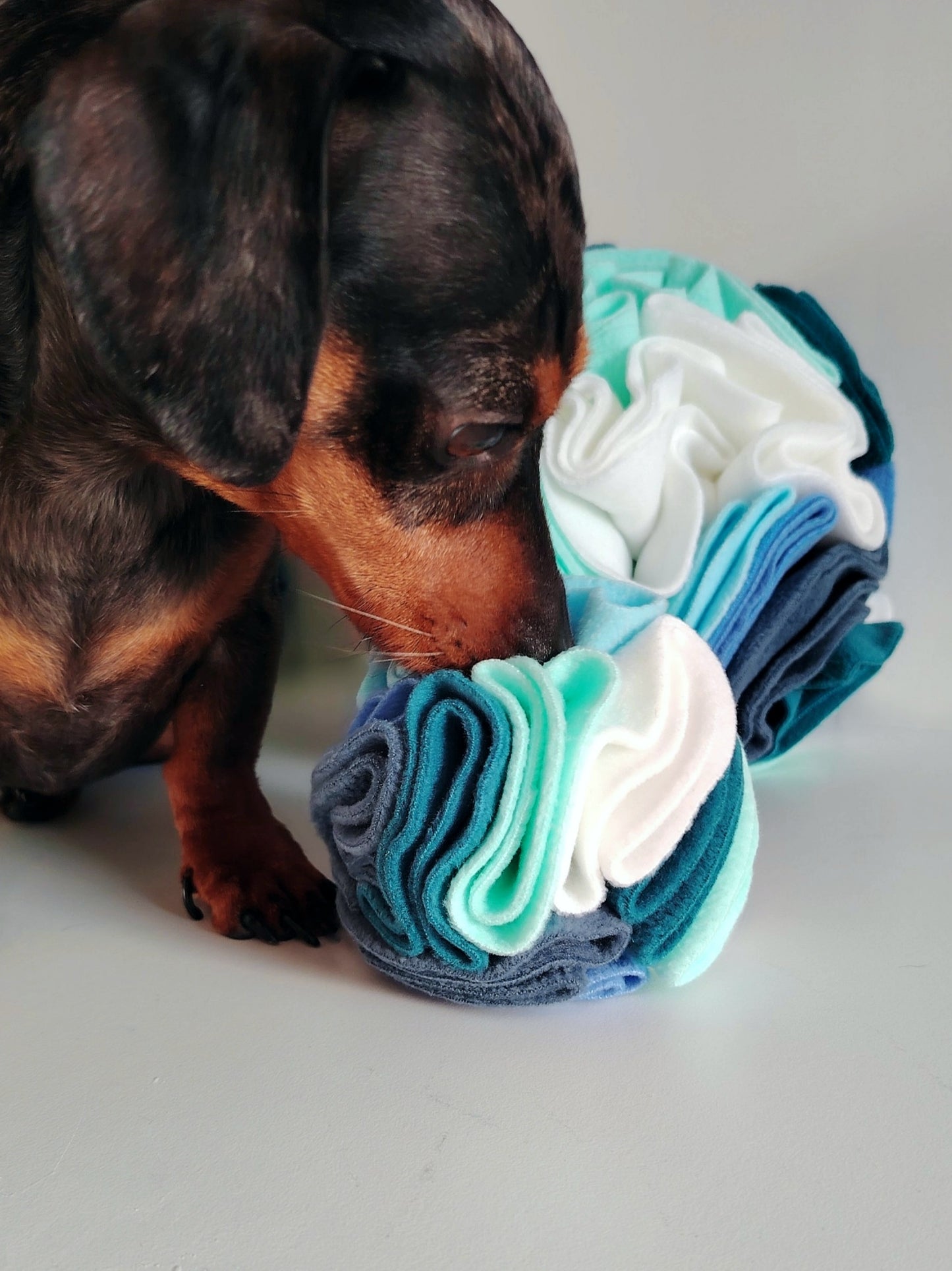 Dachshund sniffing a Nova Zeal cool tone snuffle ball for dog nrichment.
