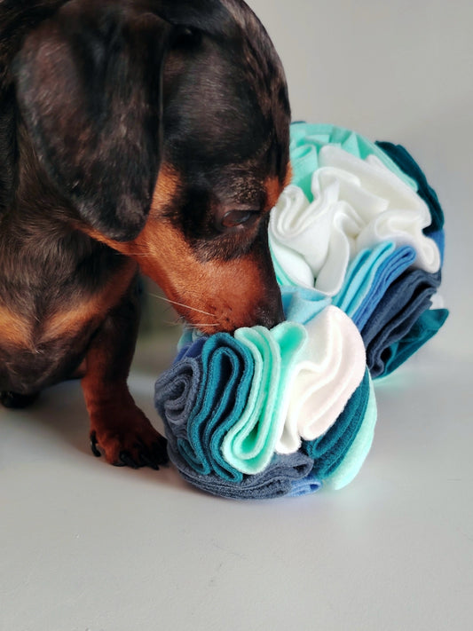 Dachshund sniffing a Nova Zeal cool tone snuffle ball for dog nrichment.