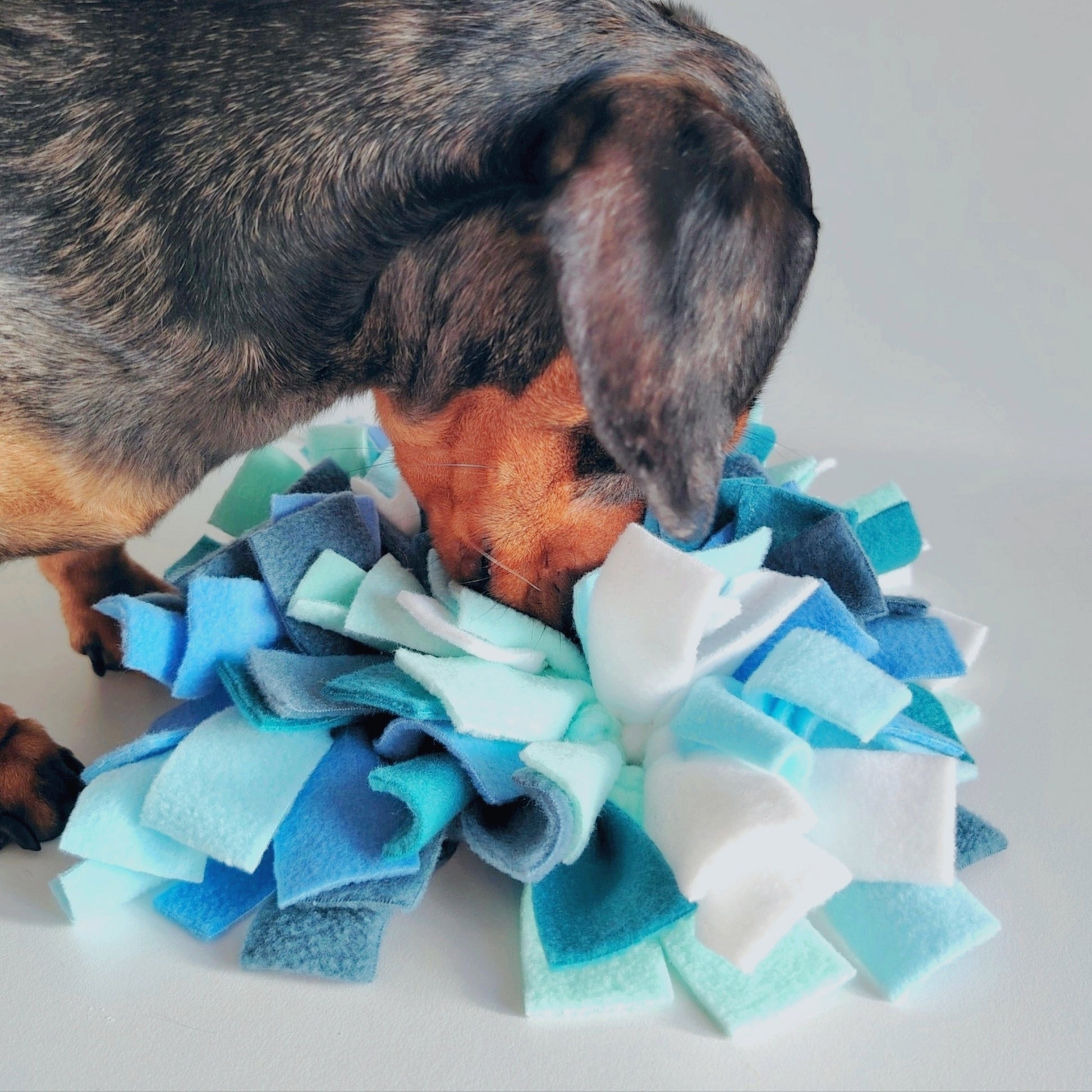 Dachshund sniffing and foraging in a cool-toned snuffle mat.