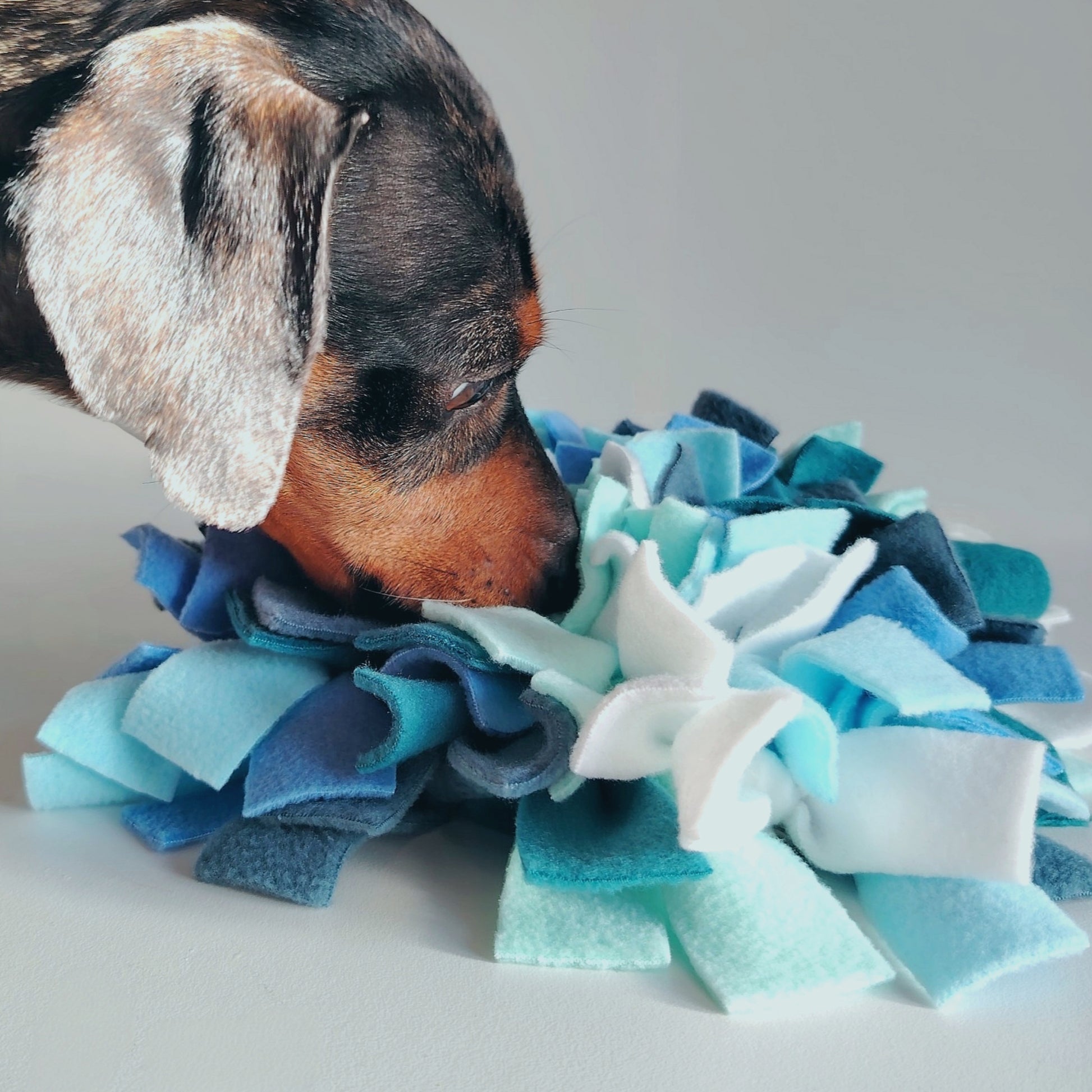 Dachshund using cool-toned snuffle mat for scent based enrichment.