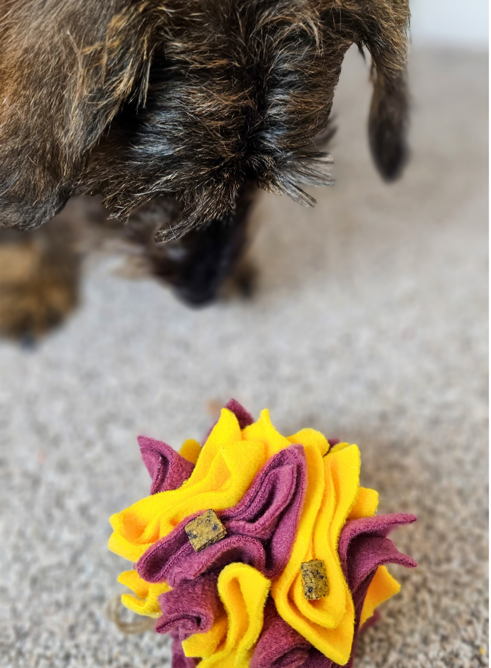 Dog playing with a yellow and purple scruffle toy on a carpeted floor.
