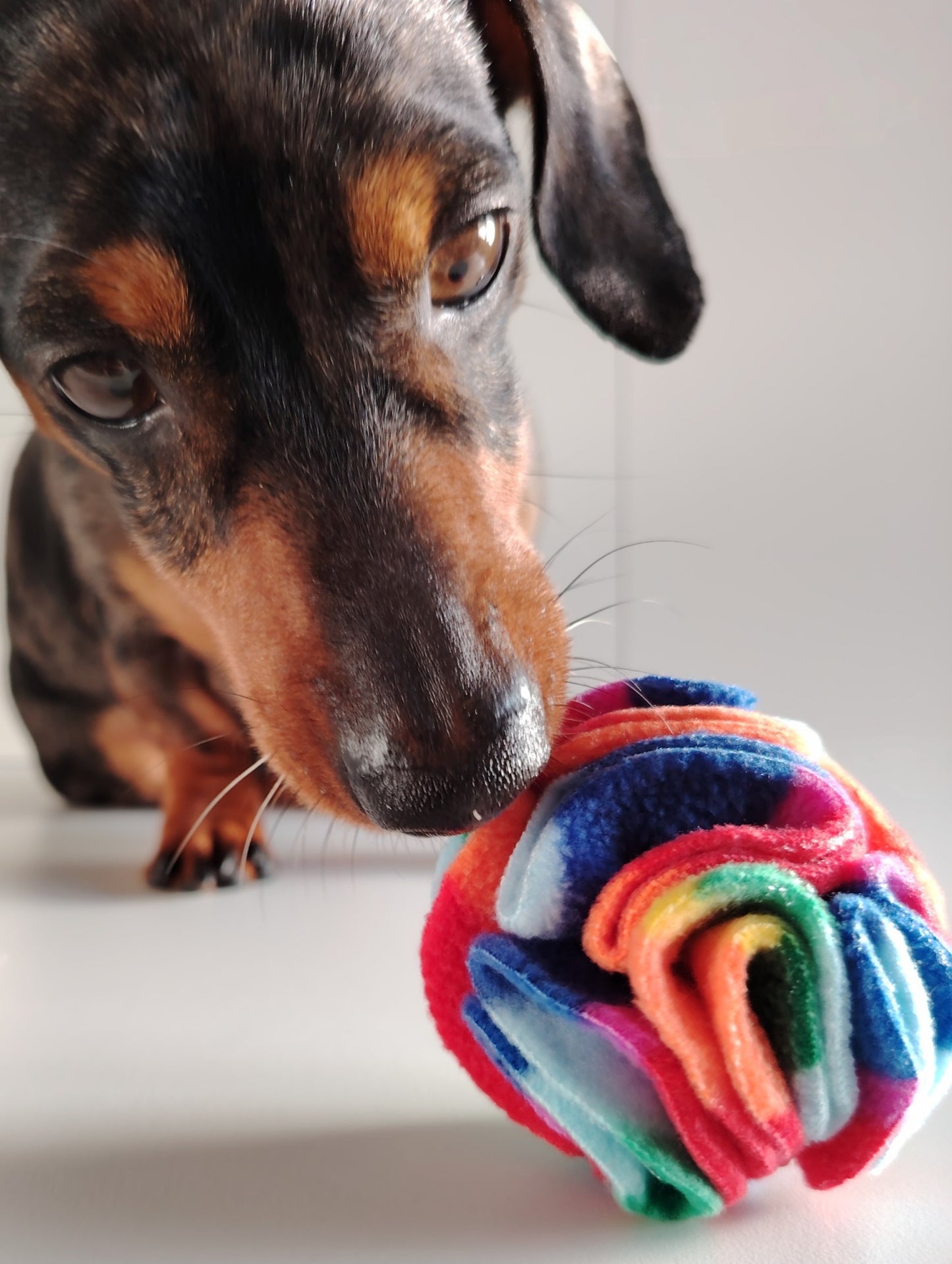 Close-up dachshund sniffing a Rainbow Pocket Snuffle Ball dog enrichment toy