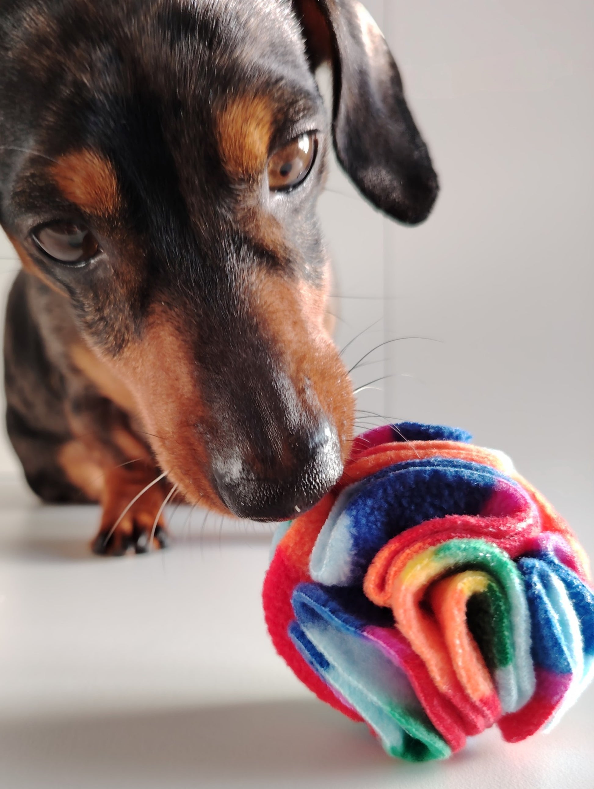 Close-up dachshund sniffing a Rainbow Pocket Snuffle Ball dog enrichment toy