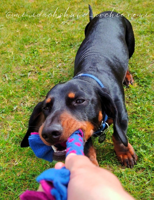 A dachshund tugging on a blue and pink Tug on grass, with a hand holding the other end, capturing a playful moment.