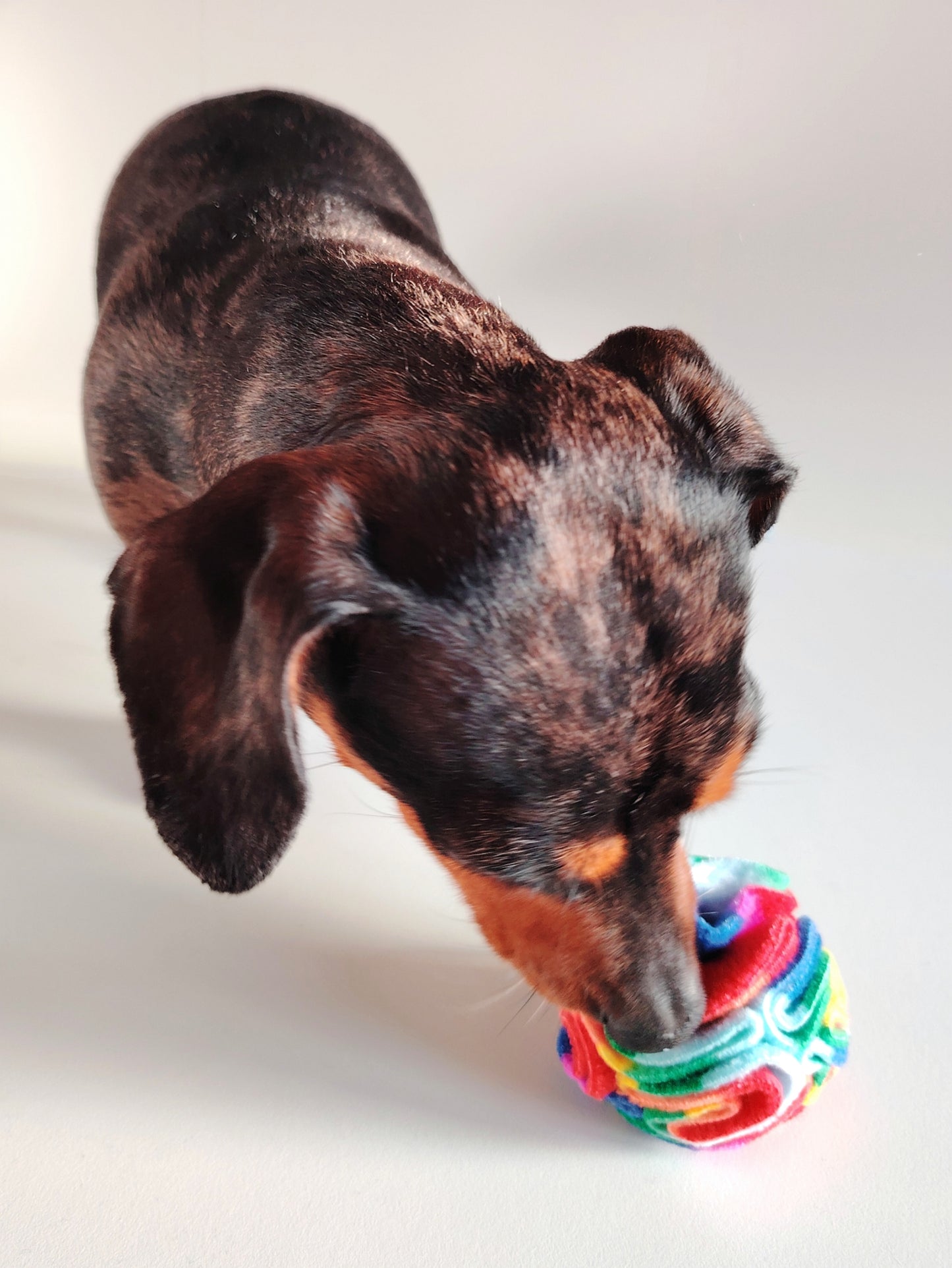Dachshund sniffing a Rainbow Pocket Snuffle Ball dog enrichment toy.