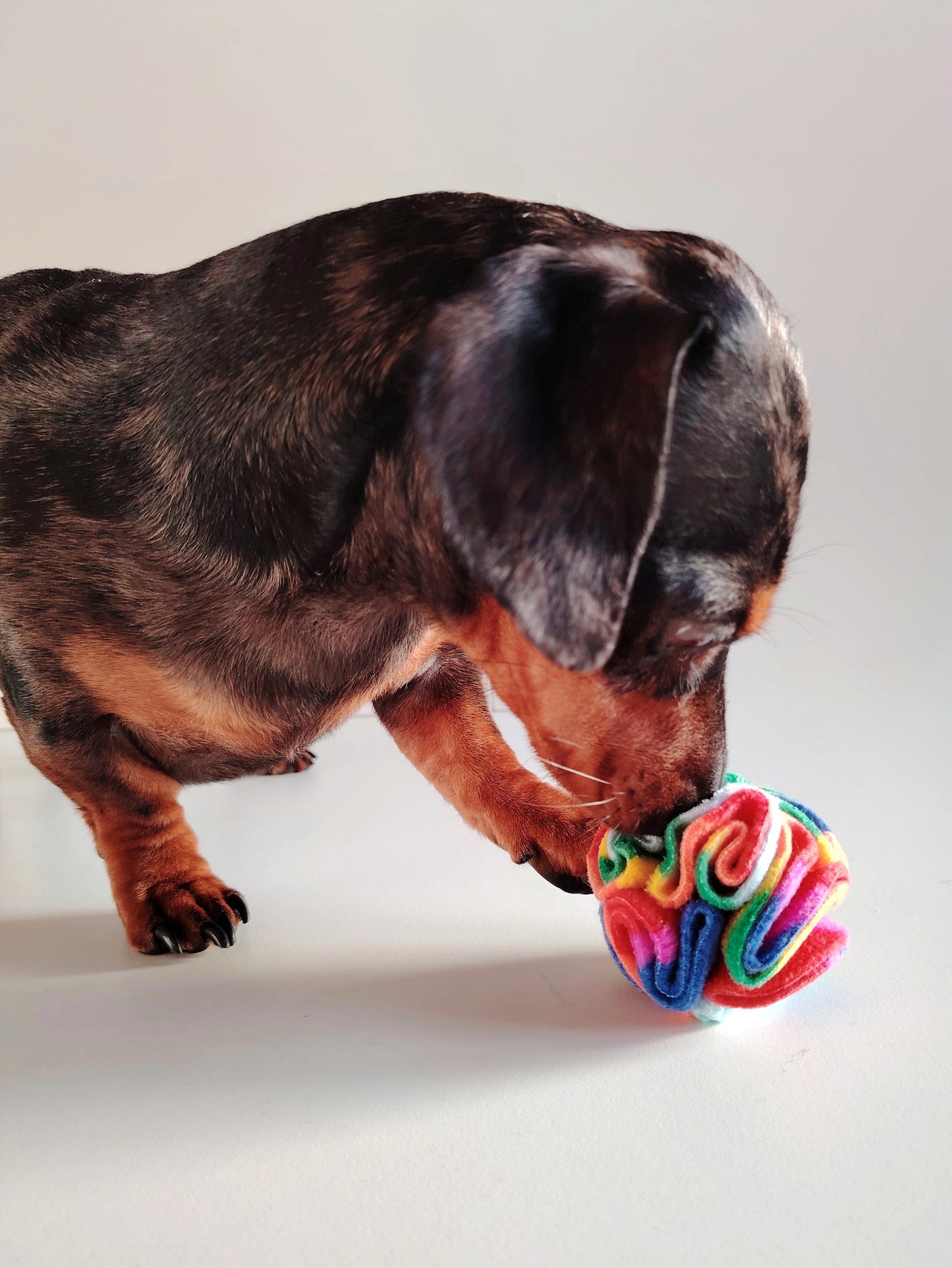 Dachshund sniffing a Rainbow Pocket Snuffle Ball dog enrichment toy.