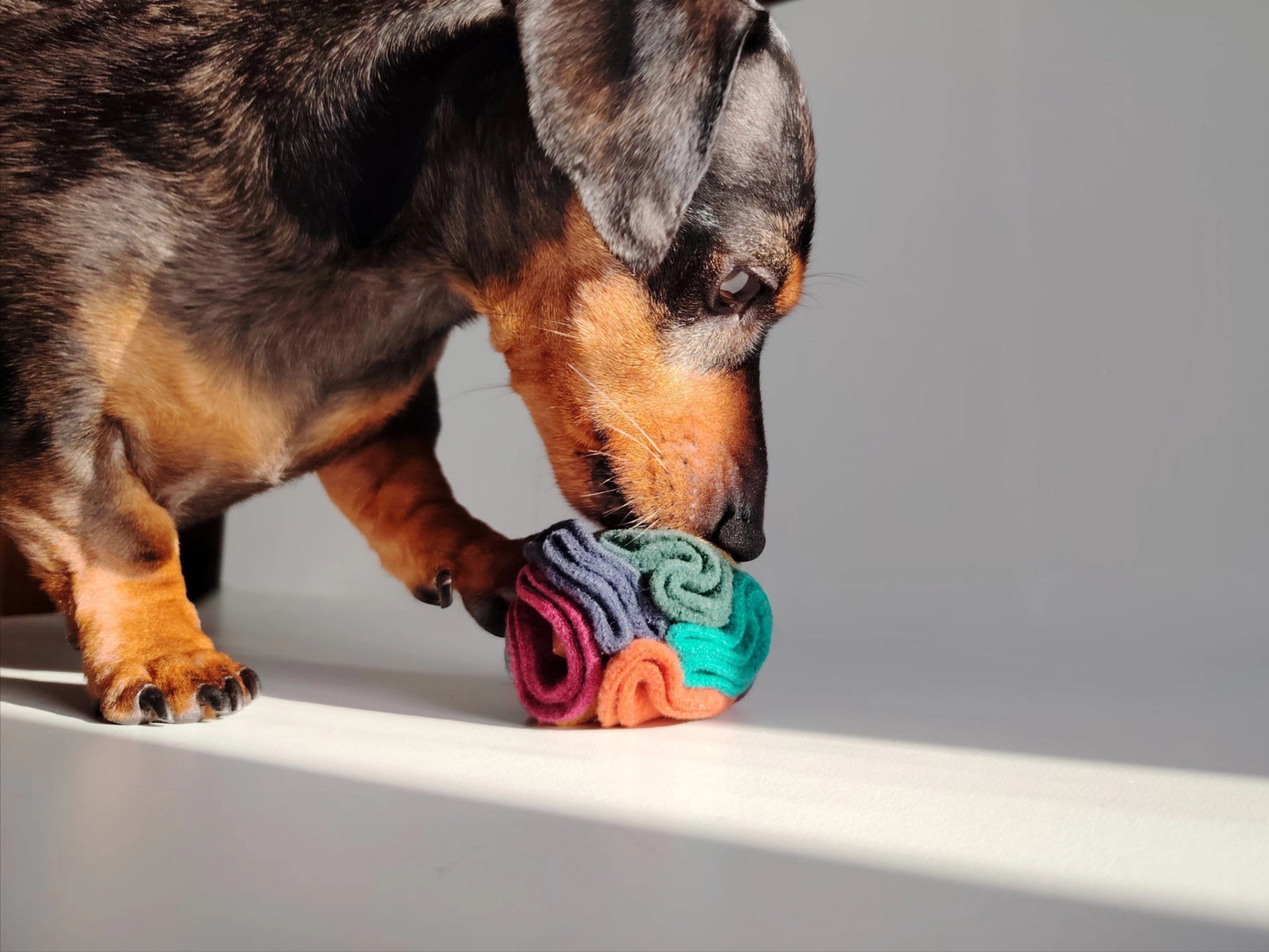 Dachshund sniffing a warm pocket snuffle ball during enrichment play.