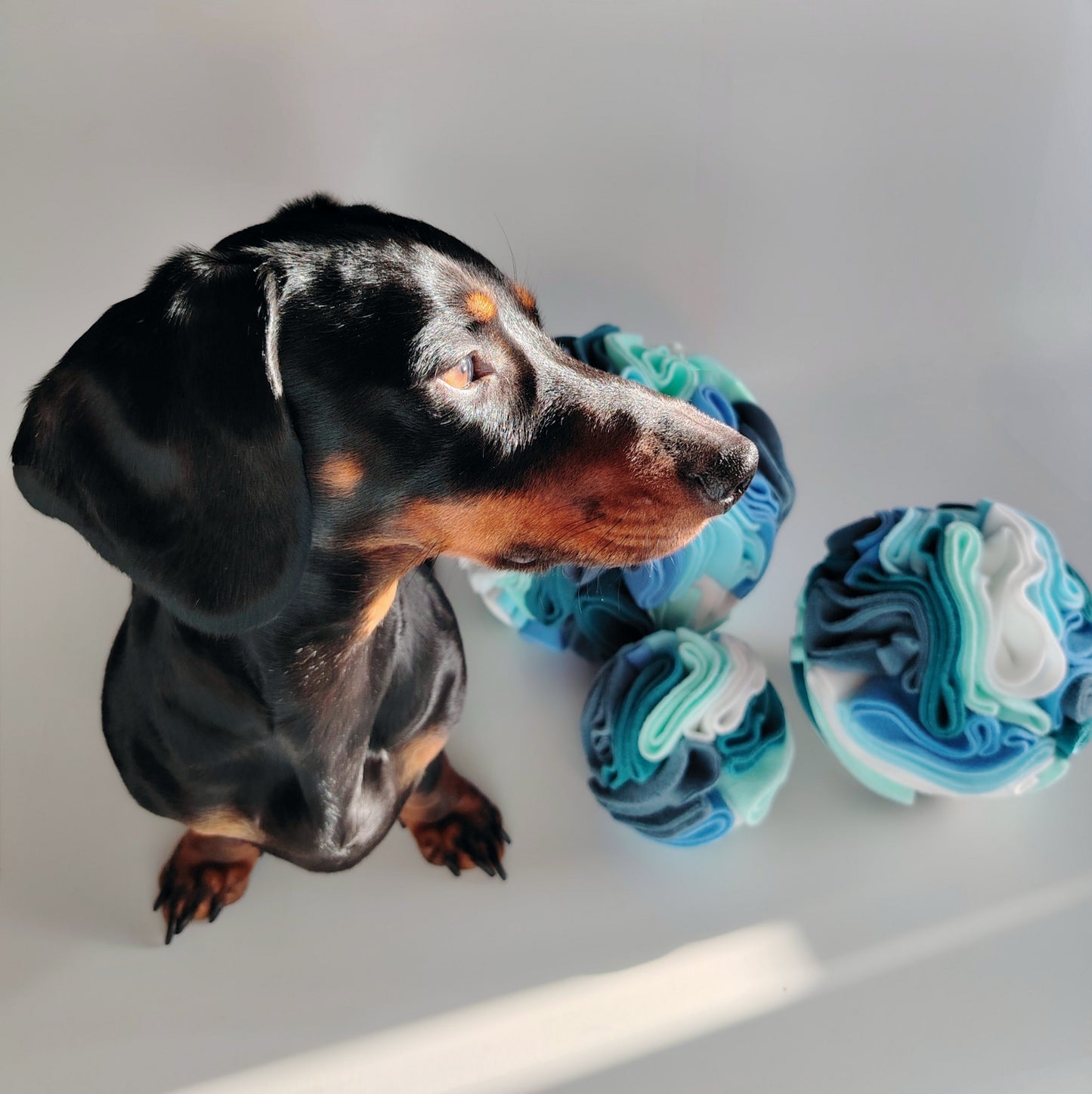 Dachshund sitting beside snuffle balls showing enrichment toys.