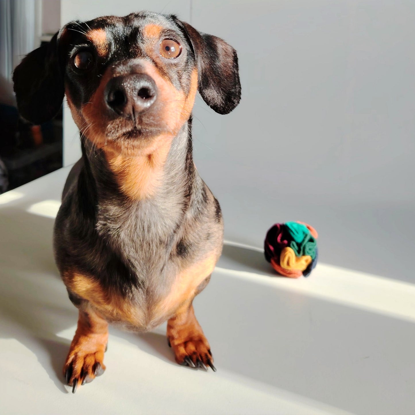 Dachshund sitting beside a warm pocket snuffle ball ready for enrichment.
