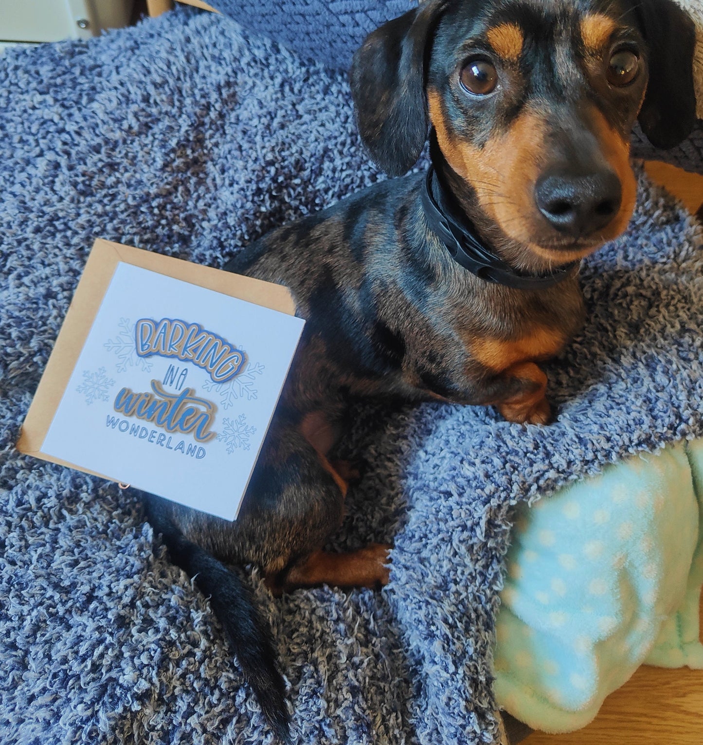 Miniature Dachshund lying on a blanket with a card that says 'Barking in a winter wonderland'.