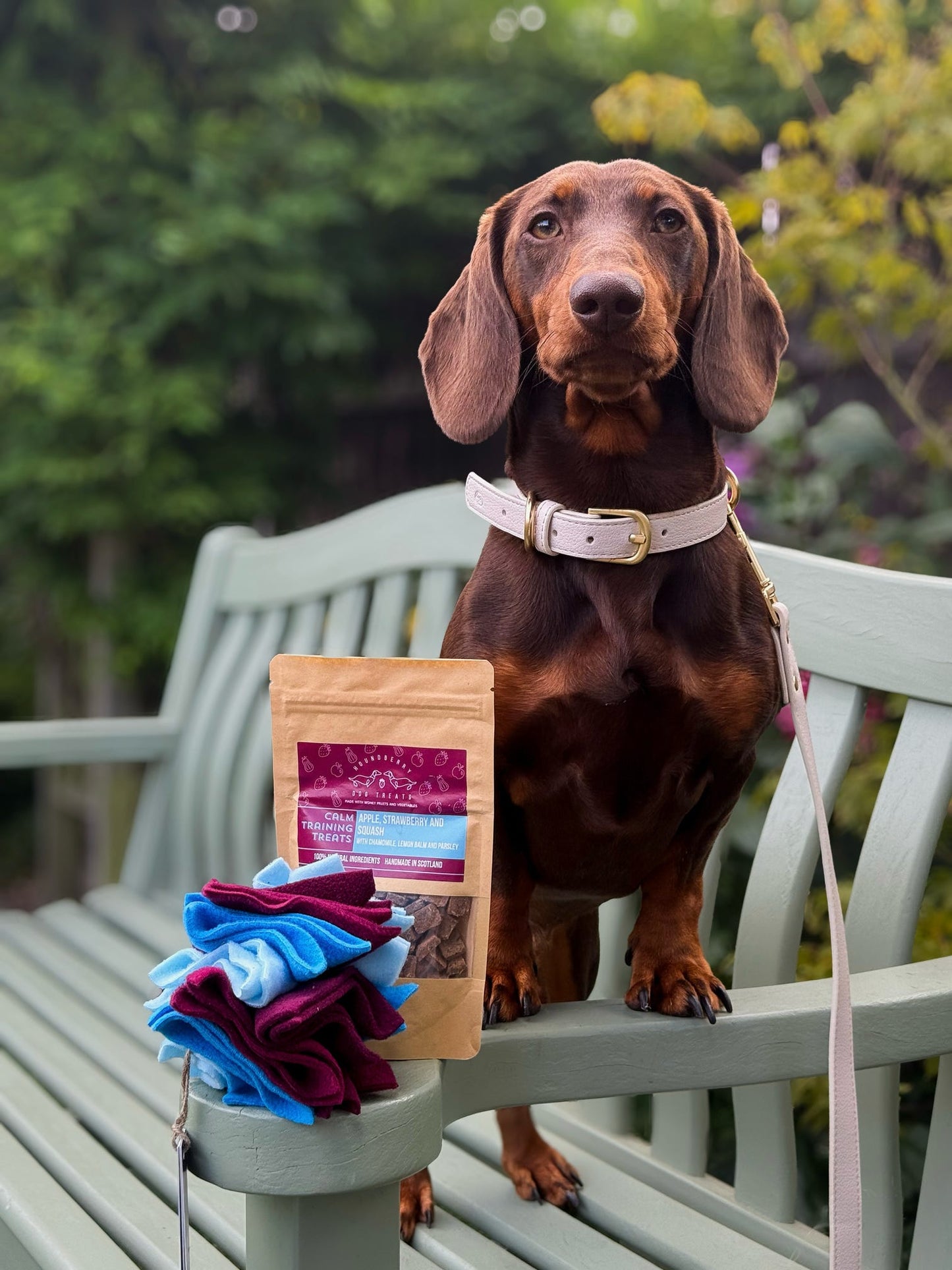 Chocolate dachshund posing with a houndberry calming treats gift set, including a Nova Zeal small scruffle ball, on a garden bench.